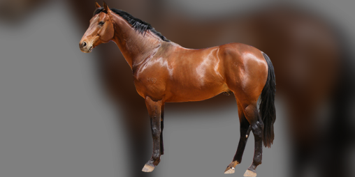 Cover image for horse clicker