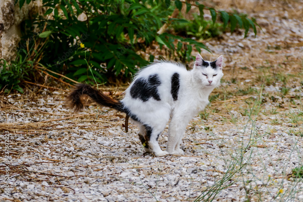 What Does It Mean If Your Cat Poops A Lot