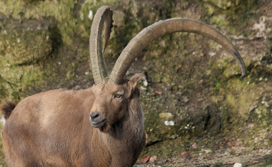 Alpine Ibex Goat