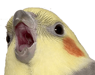 Spatanese Bird Adventure