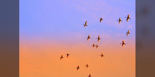 Cover image for Migration