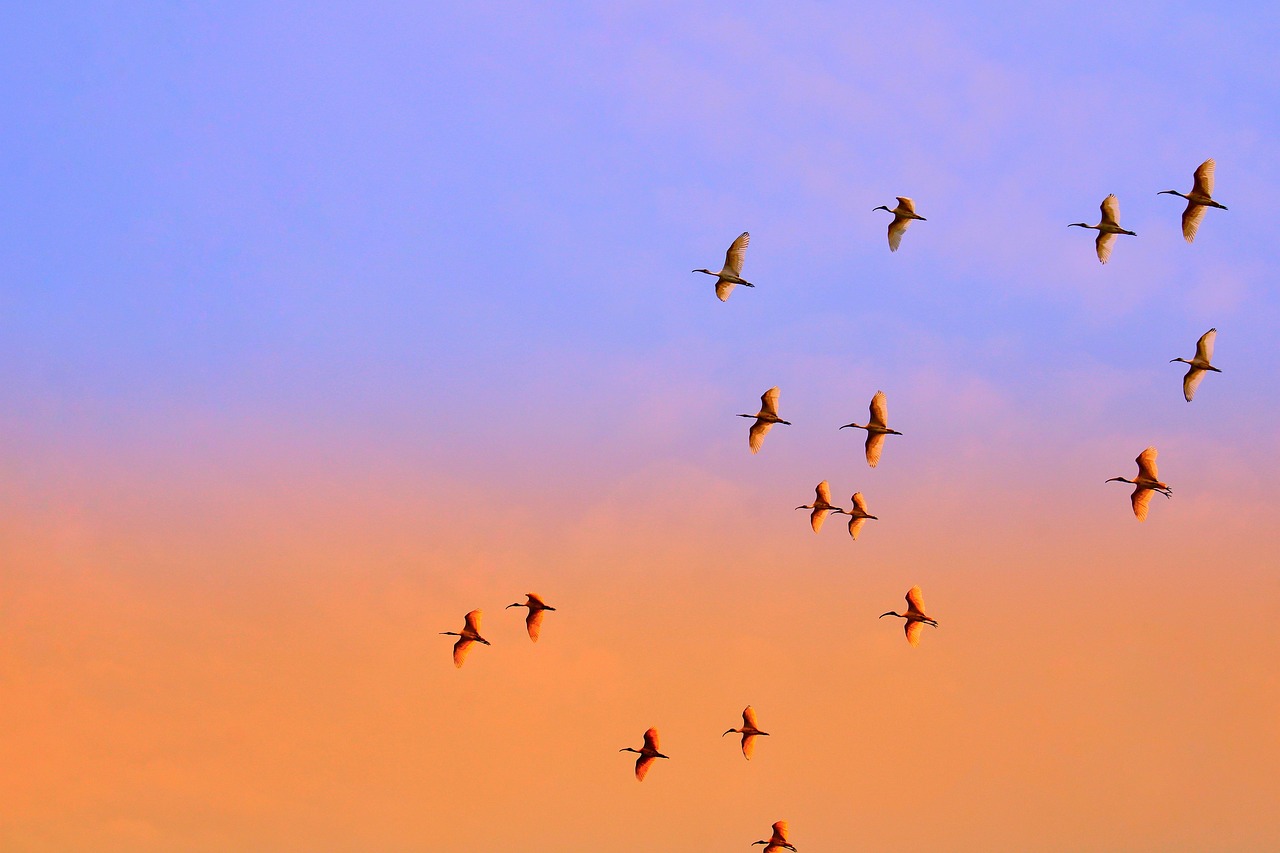 Cover image for Migration