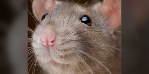 Cover image for Rats
