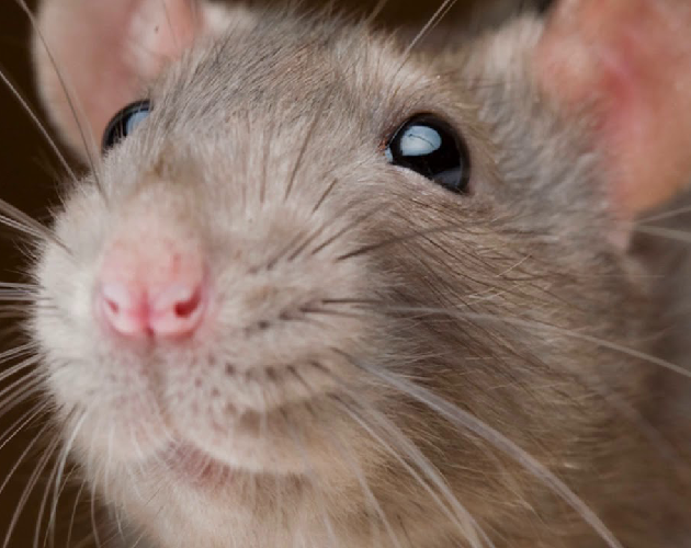 Rats