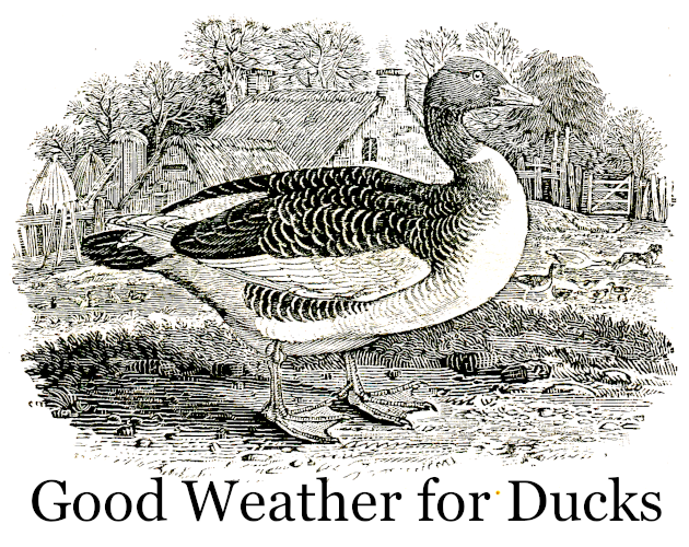 Cover image for Good Weather for Ducks