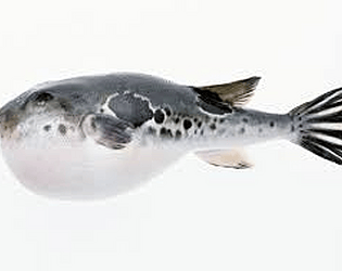 Fishy!
