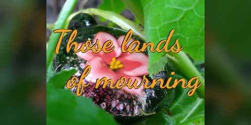 Cover image for those lands of mourning