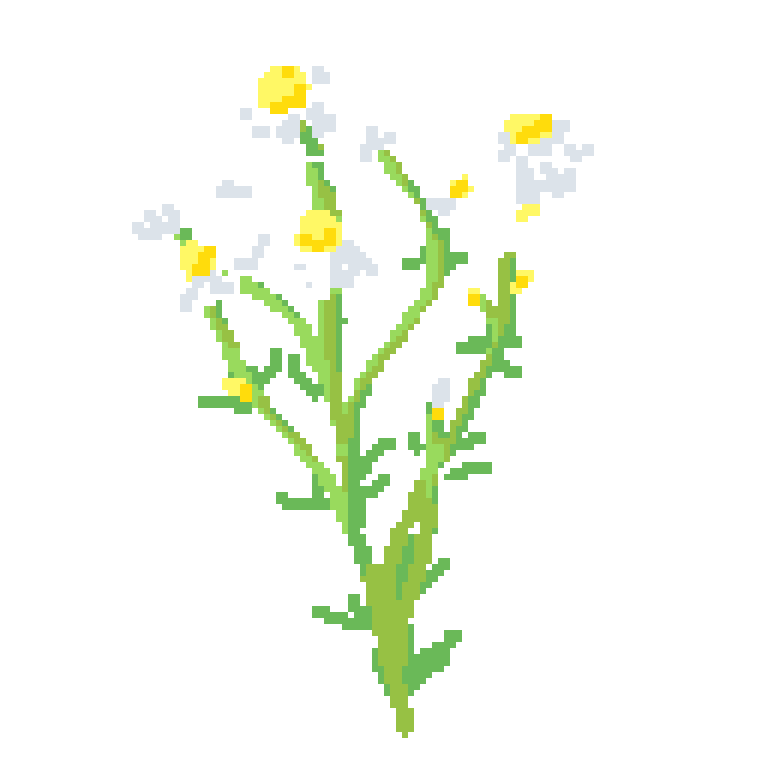 Chamomile