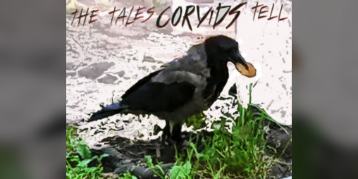 Cover image for The Tales Corvids Tell