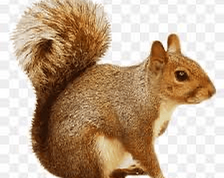 Super Squirrel Clicker (Original Version)
