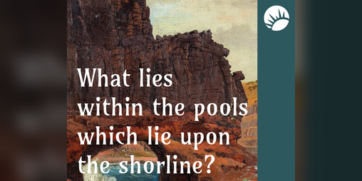 Cover image for What lies within the pools which lie upon the shoreline?