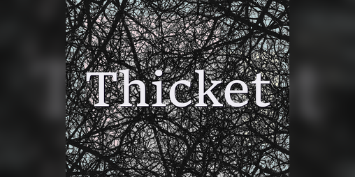 Cover image for Thicket