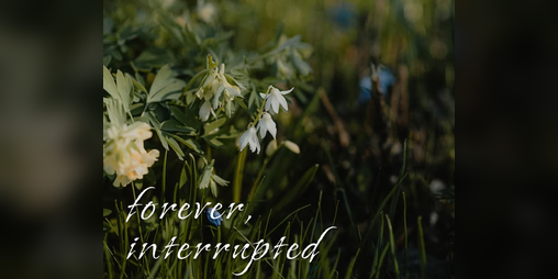 Cover image for forever, interrupted - interactive fiction version