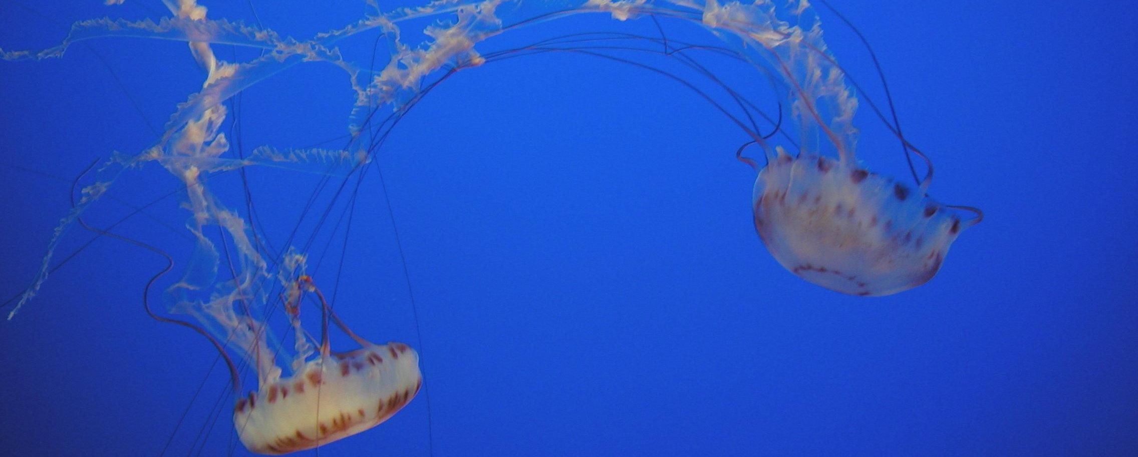 Space Jellyfish Overhead