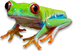 just a frog