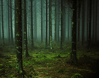 Lost- Shadowless Forest