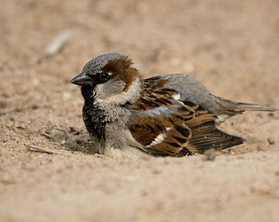 Groundy Bird