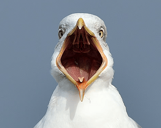 SeagulRun