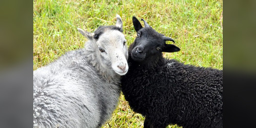 Cover image for d20 Magical Goat Companions