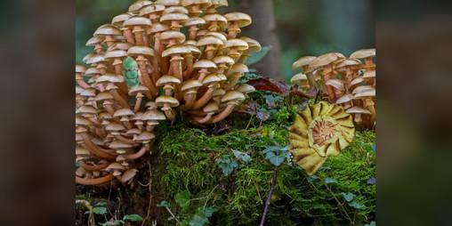 Cover image for Mushroom Forest Adventure