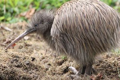 Lazer Kiwi and Demon Kiwi