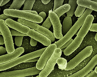 Bacteria Splitter