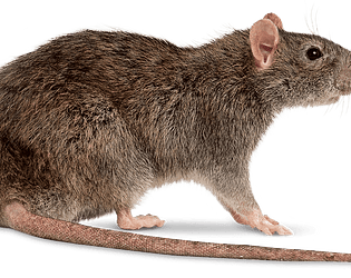 Flappy rat