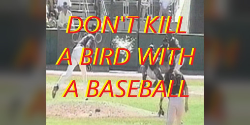Cover image for Don't Kill A Bird With A Baseball