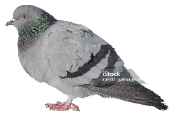 Cover image for pigeon lady