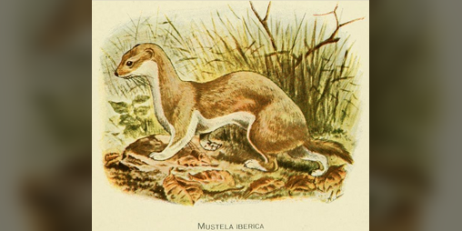 Cover image for musi kijetesantakalu!