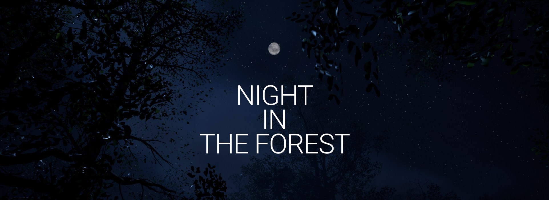 NIGHT IN THE FOREST