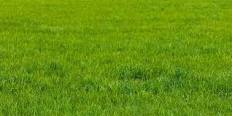 grass toucing simulator