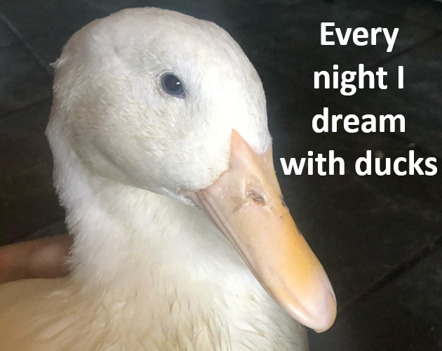 Cover image for Every night I dream with ducks