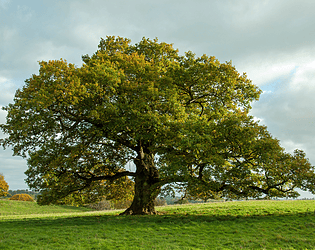 the tree apochalips