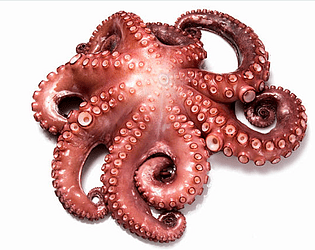 Pulpo á feira