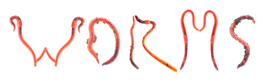 Worms