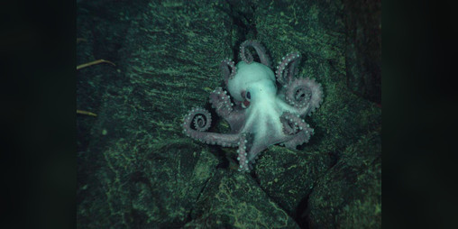 Cover image for Abyssal Zone