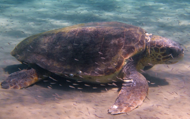 Loggerhead Turtle (Caretta caretta) resting on sea floor, surrounded by small fish Loggerhead Turtle (Caretta caretta) resting on sea floor, surrounded by small fish