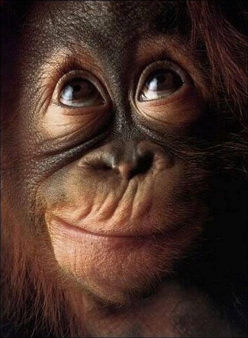 Orangutan Tag