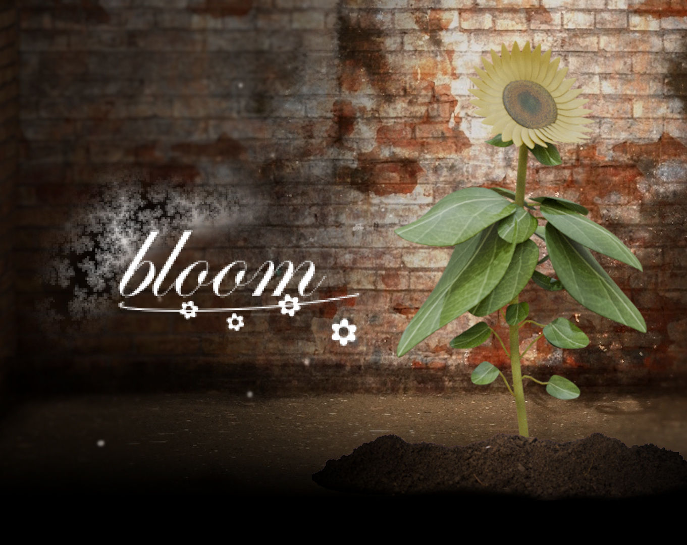 Bloom