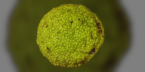 Cover image for Osage Orange