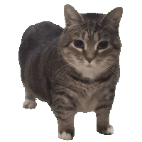 Cover image for OiiaOiia Cat finds Steve DEAD in his apartment, what will he do??!