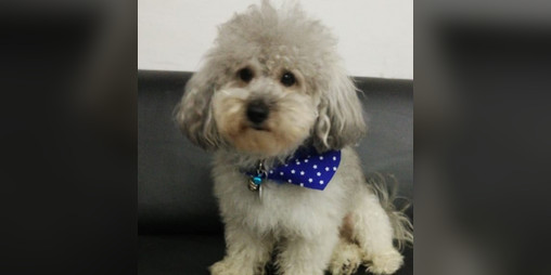 Cover image for Toby and Me