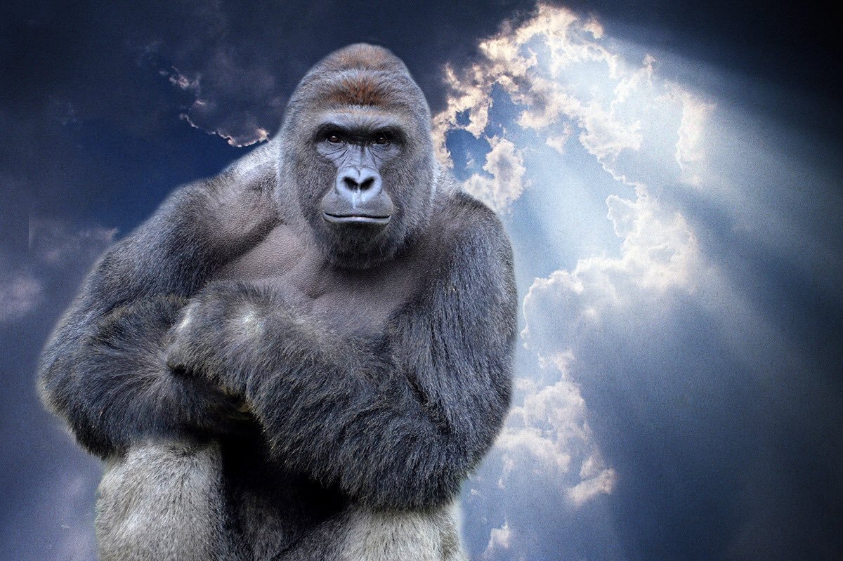 Harambe's legacy