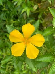 Omega flowey brudy's guy's take