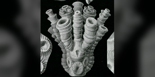 Cover image for horn coral collector (beta version)