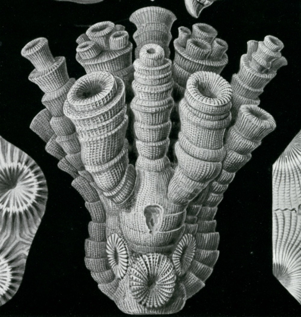 Cover image for horn coral collector (beta version)