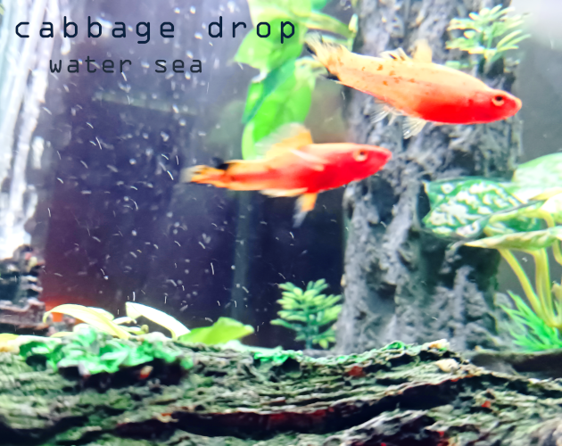 water sea by cabbage drop