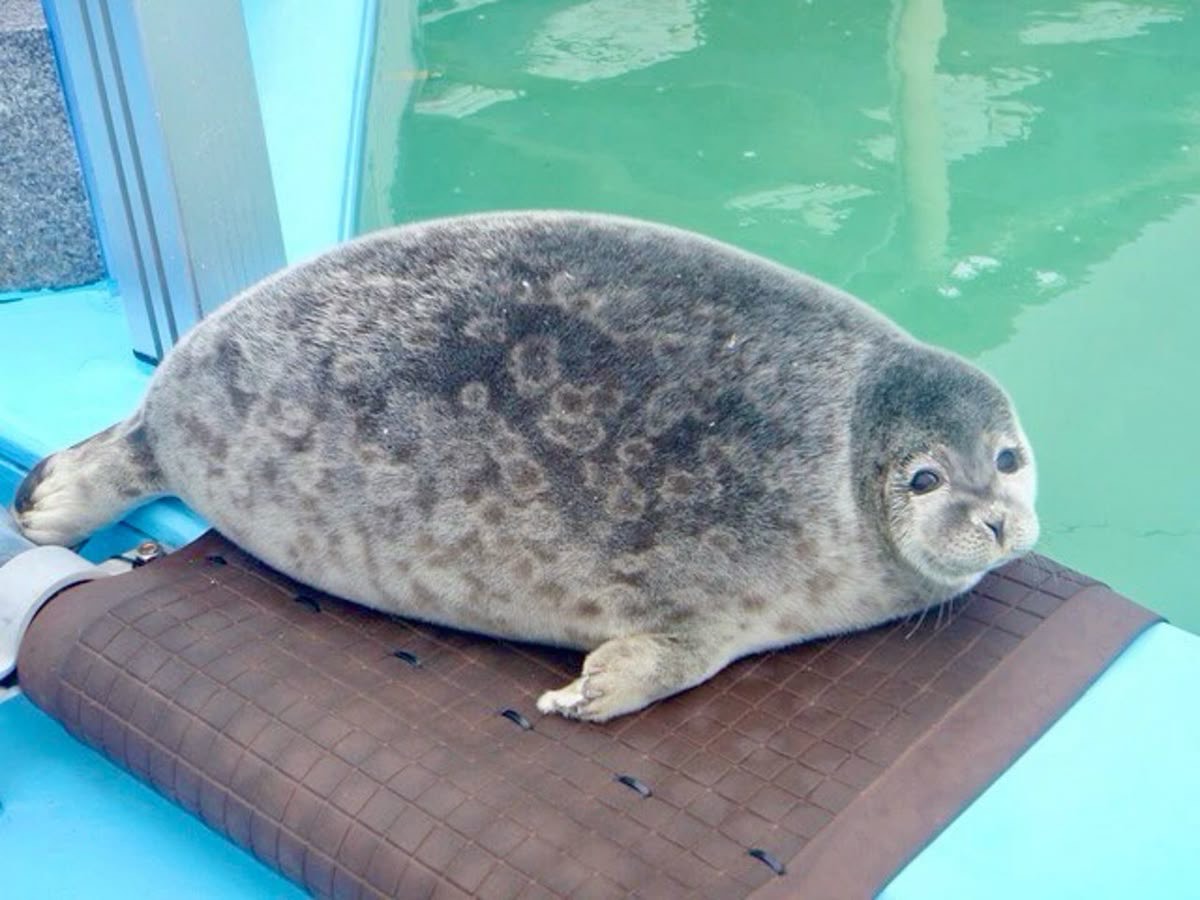 Cover image for seal clicker