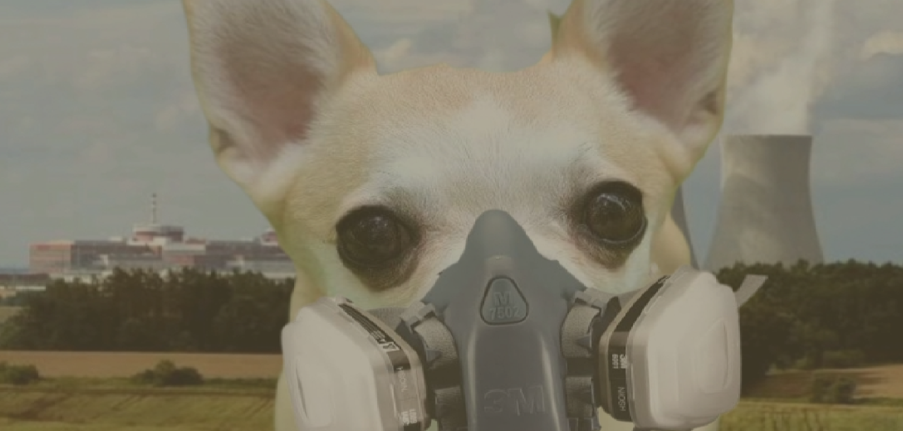 Nuclear chihuahua